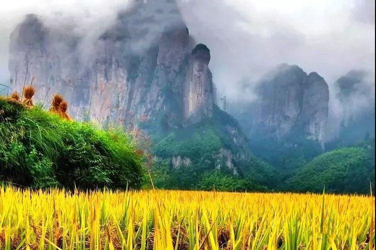 救援小白狼
